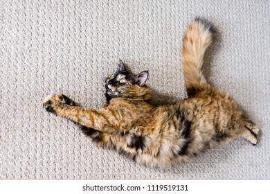 The Chimera Cat Curves On The Carpet
