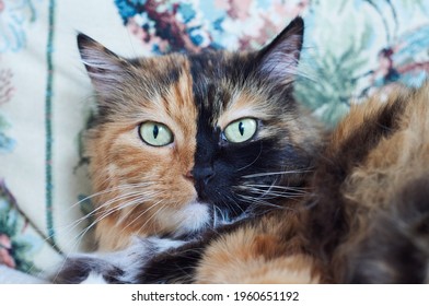 Chimera Cat With Green Eyes Half Gingy Half Black