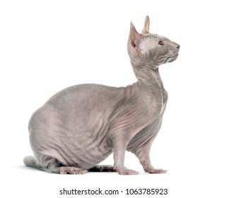 Chimera With Grey Sphinx Cat And A Rat Body Against White Background