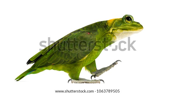 chimera with Yellow-naped parrot with head of frog, walking against white background