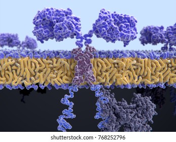 Chimeric Antigen Receptor:
CARs Are Engineered Cell Receptors That Allow T Cells To Recognize/attack Specifically Cancer Cells. A Signal Protein Is Attached To The Intracellular Domain. Illustration