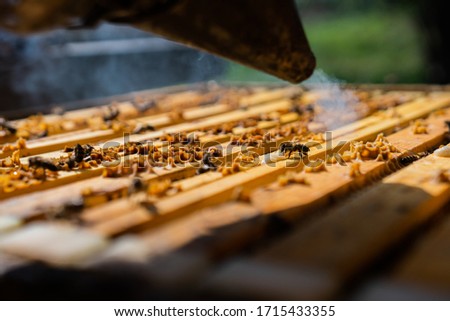 Similar – Image, Stock Photo Beekeeper smokes the beehive