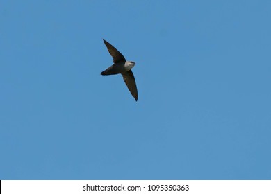 A Chimney Swift Is Flying Across The Clear Blue Sky. Ashbridges Bay Park, Toronto, Ontario, Canada.