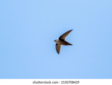 A Chimney Swift Flying Through The Sky Catching Bugs. 