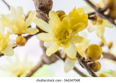 Chimonanthus Praecox?japan