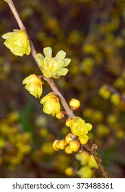 Chimonanthus Praecox