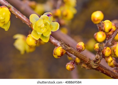 Chimonanthus Praecox
