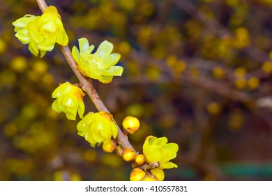 Chimonanthus Praecox
