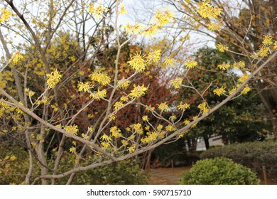 Chimonanthus Praecox