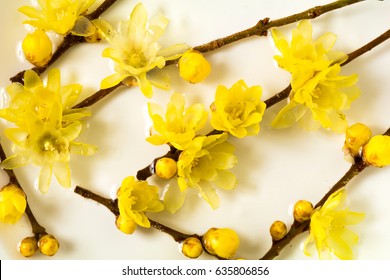 Chimonanthus Praecox