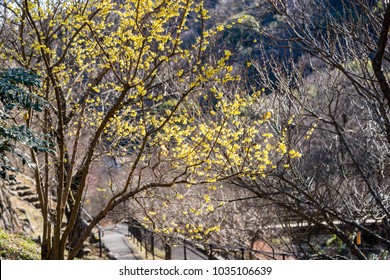 Chimonanthus Praecox Tree In Atami