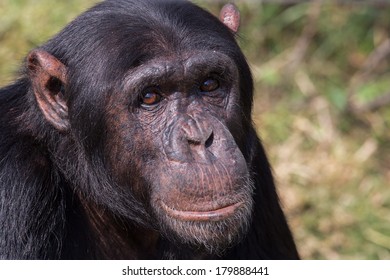 322 Chimps tanzania Images, Stock Photos & Vectors | Shutterstock