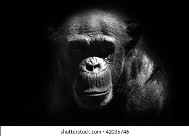 Chimp