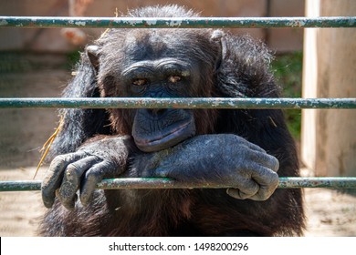 Chimps In A Cage Images Stock Photos Vectors Shutterstock