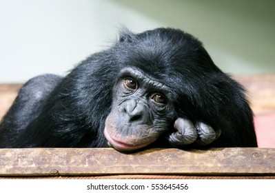 Chimp Chimpanzee Chimp Monkey Ape (Pan Troglodytes Or Common Chimpanzee ) Sad Great Chimp Animal Primate From Africa Looking To Camera Stock Photo, Stock, Photograph, Image, Picture 