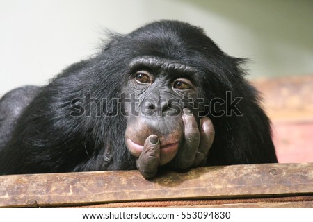 Chimp chimpanzee monkey ape sad (Pan troglodytes) great ape monkey common chimpanzee chimp resting looking sad emotion hand to mouth stock, photo, photograph, image, picture