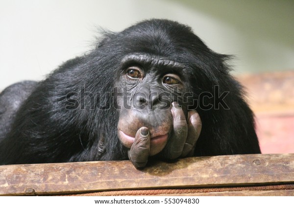Chimp chimpanzee monkey
ape sad (Pan troglodytes) great ape monkey common chimpanzee chimp
resting looking sad emotion hand to mouth stock, photo, photograph,
image, picture