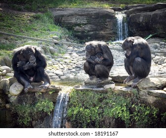 Chimp Family Huddling Together On The Rocks