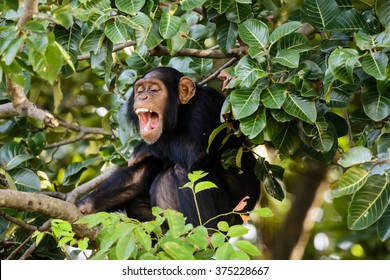 Chimp Having A Good Laugh