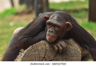 Chimp Resting On A Log At A Wildlife Sanctuary