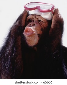 Chimp With Snorkel