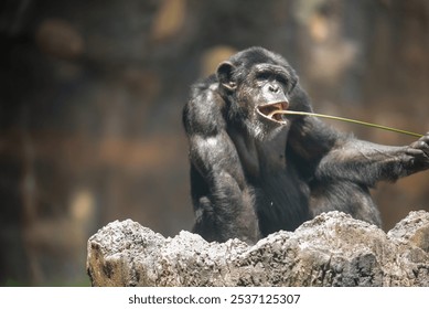 A chimp using a straw to catch insects for food at a zoo in Texas USA.