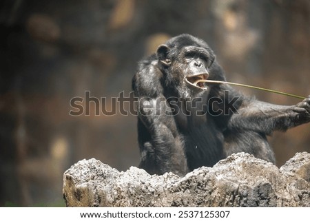 A chimp using a straw to catch insects for food at a zoo in Texas USA.