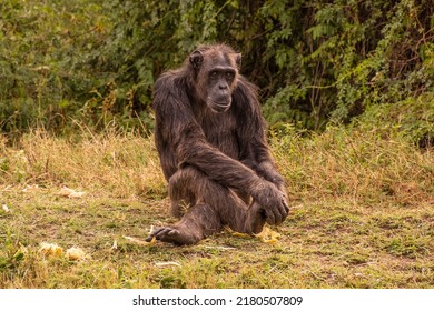Chimp in the wilderness of Kenya