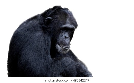 chimpanzee
