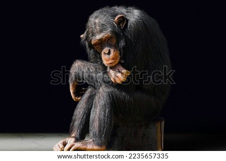Chimpanzee animal primate ape-boredom with black background.