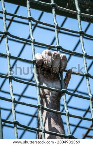 Chimpanzee ape hand holding the cage bars in the Zagreb city zoo