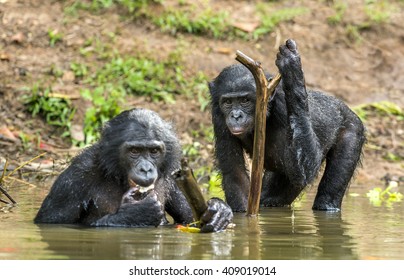 The chimpanzee Bonobos (Pan paniscus) in the water. Democratic Republic of Congo.



