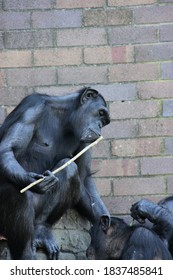 Chimpanzee Chews On Bamboo Stick