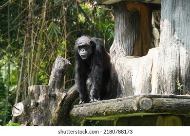 a chimpanzee or chimp is in a cage at a zoo