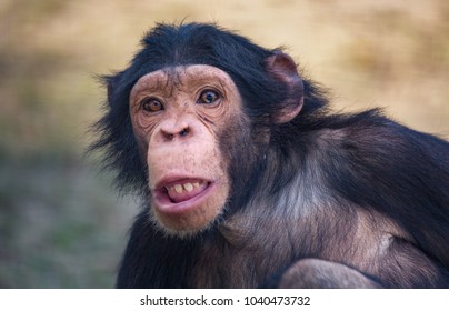 chimpanzee funny images stock photos vectors shutterstock