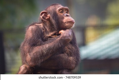 Chimpanzee in close up view with thoughtful expression