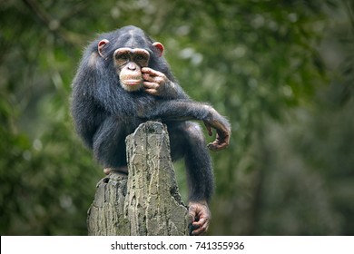 Chimpanzee
consists of two extant species: the common chimpanzee and the bonobo. Together with humans, gorillas and orangutans they are part of the family Hominidae (the great apes). 