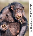 A chimpanzee eating and gnawing on nuts.