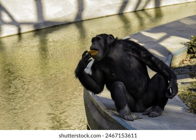 Chimpanzee eats piece of white bread. Monkey is sitting on shore of pond. Close-up.