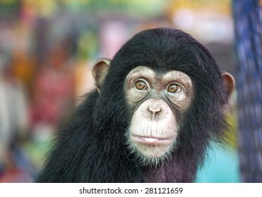 Chimpanzee Face