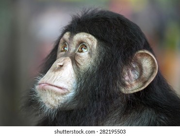 Chimpanzee Face