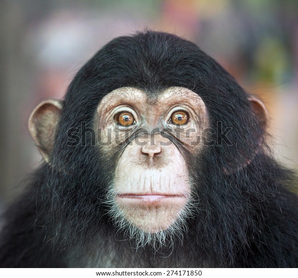 チンパンジーの顔 の写真素材 今すぐ編集