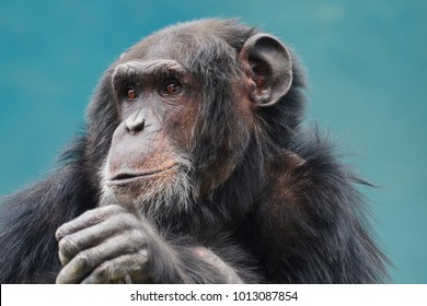 Chimpanzee  Face  Close Up
