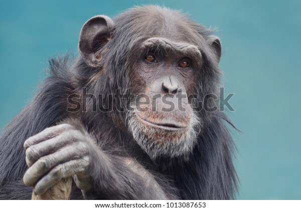 chimpanzee face eatan oprah