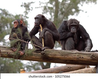 Chimpanzee Family