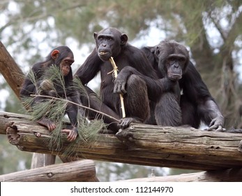 Chimpanzee Family