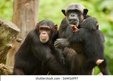 Chimpanzee Family