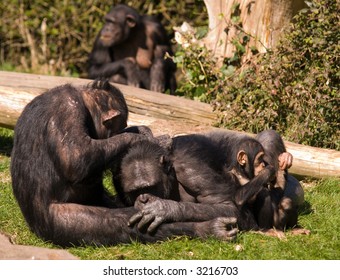 Chimpanzee Family