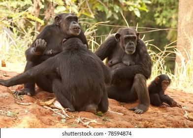 Chimpanzee Family