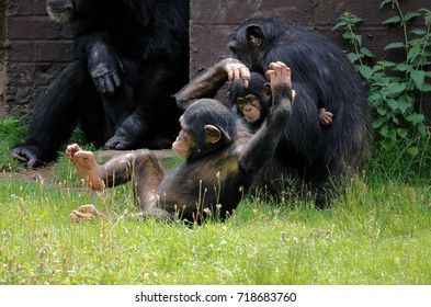 Chimpanzee Family With Young Chimp Playing